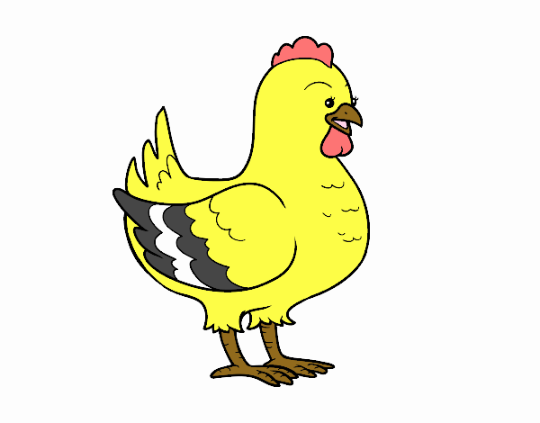 Gallina de una granja