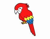 Guacamayo