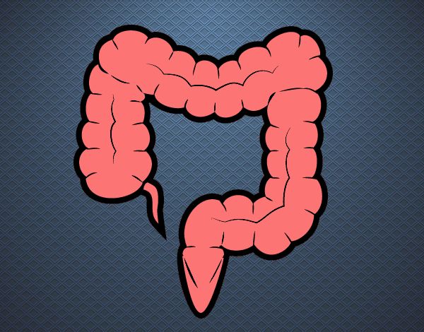 el intestino grueso del cuerpo humano