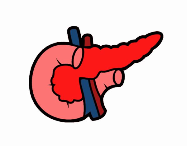 pancreas