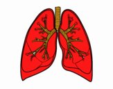 Pulmones y bronquios