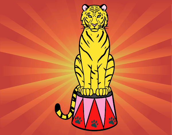 Tigre de circo