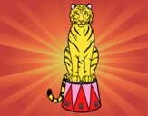 Tigre de circo