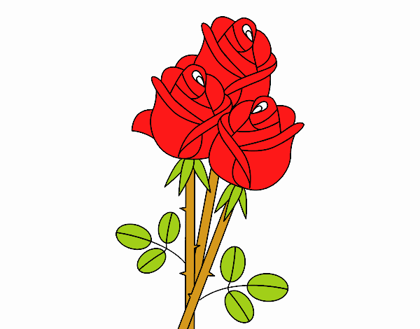 rosa