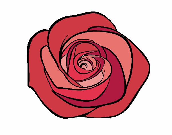 Flor de rosa