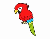 Guacamayo