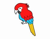 Guacamayo