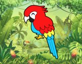 Guacamayo