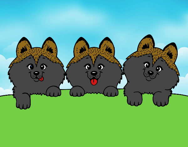 3 perritos