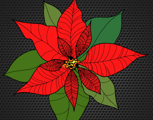 Flor de poinsetia