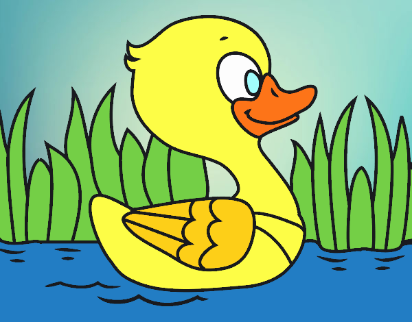 Patito de río