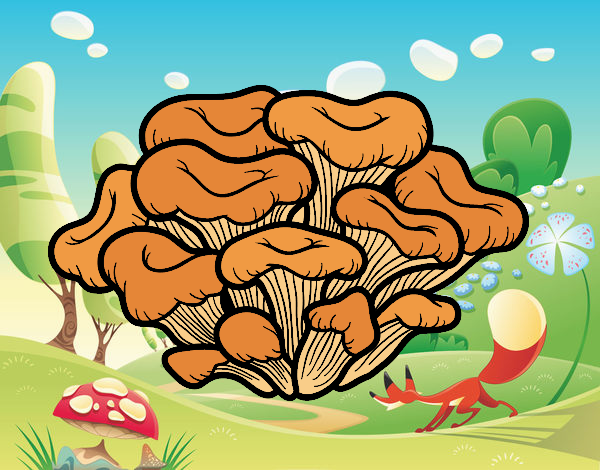 Maitake