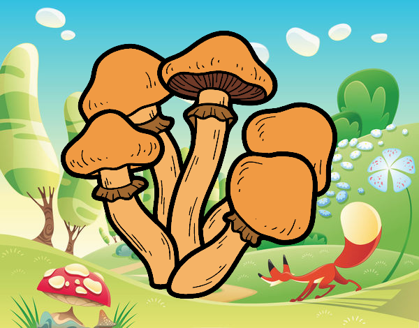 Psilocybe Cubensis