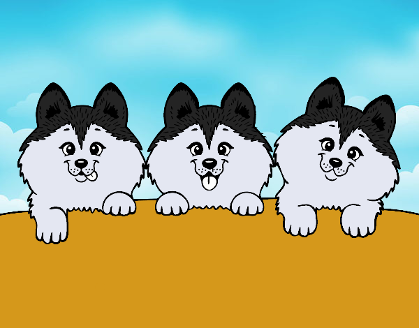 3 perritos