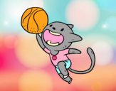 Gato jugando a baloncesto