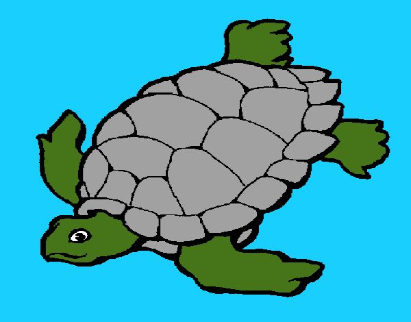 Tortuga