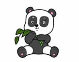 Un oso panda