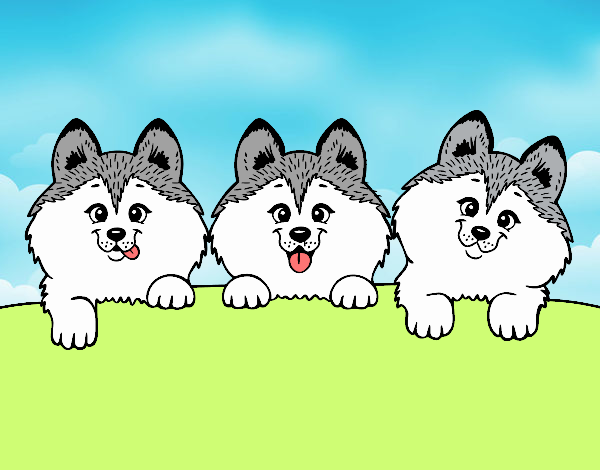 3 perritos