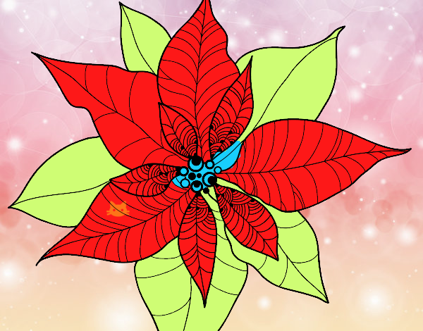 Flor de poinsetia