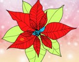 Flor de poinsetia