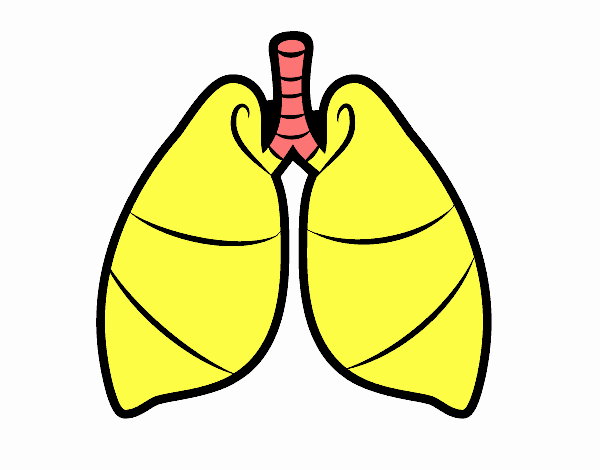 Pulmones