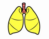 Pulmones