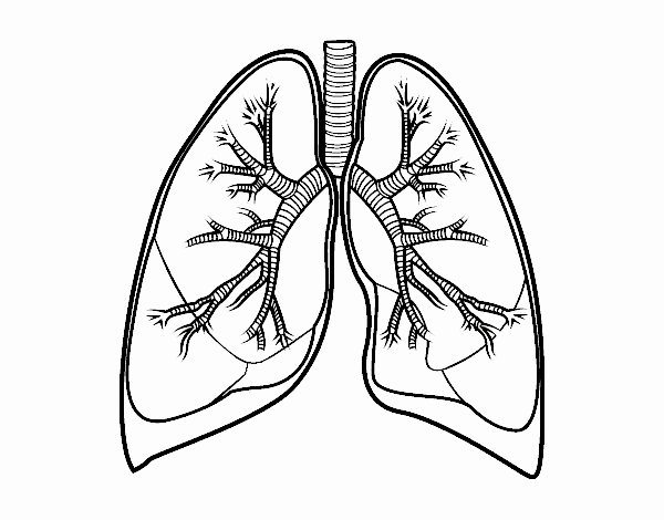 Pulmones y bronquios