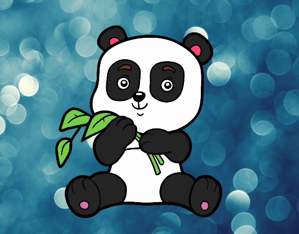 Un oso panda