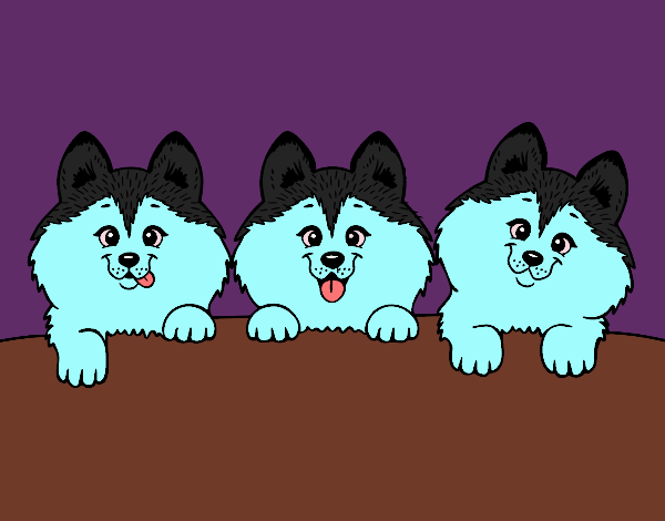 3 perritos