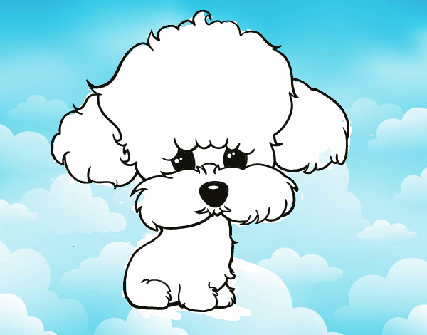 Cachorro de poodle