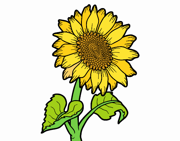 Dibujo de El girasol feliz pintado por en  el día 25-11-20 a las  11:37:58. Imprime, pinta o colorea tus propios dibujos!