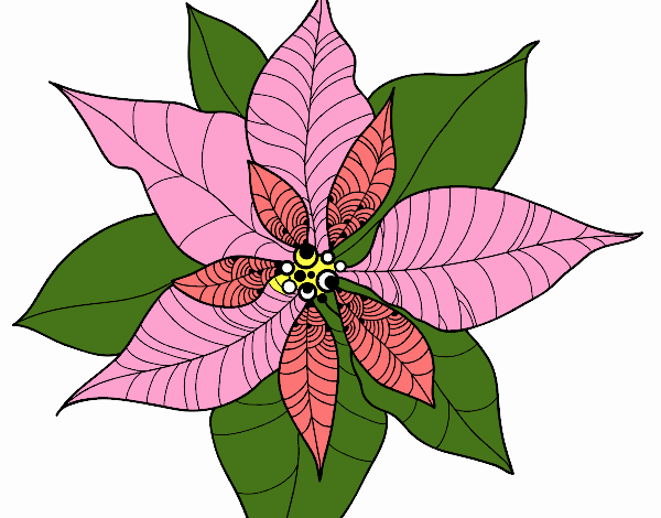 Flor de poinsetia