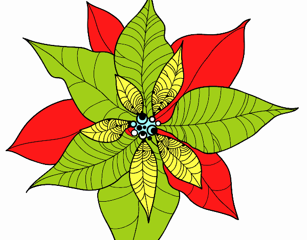 Flor de poinsetia