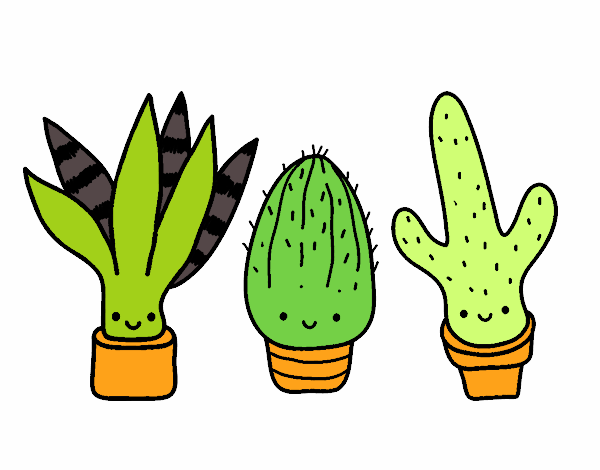 mini cactus