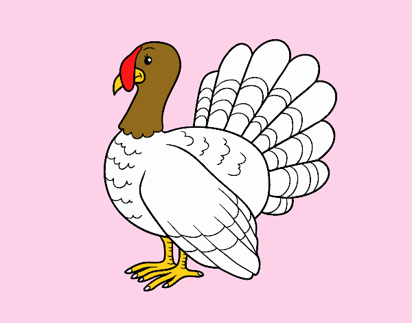 Pavo común