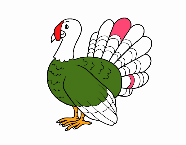 Pavo común