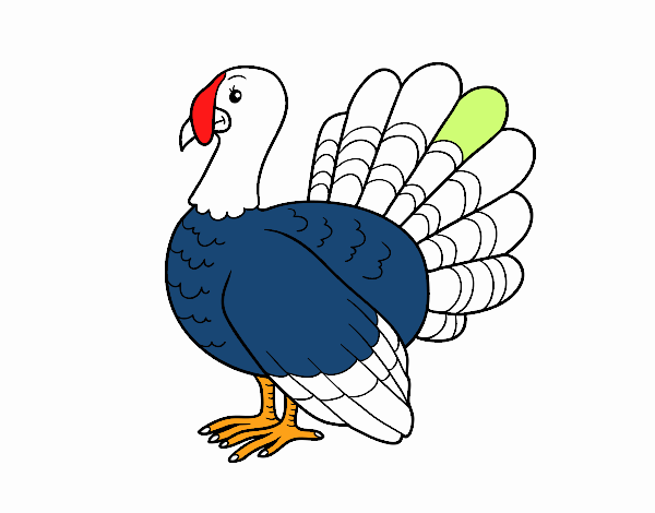 Pavo común