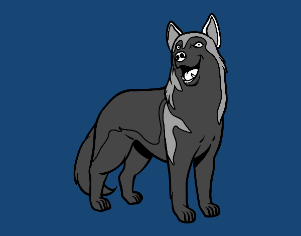 Perro lobo