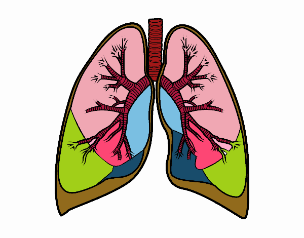 Pulmones y bronquios