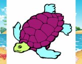 Tortuga