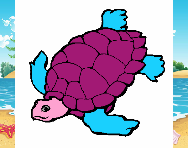 Tortuga