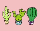 3 mini cactus