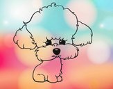 Cachorro de poodle