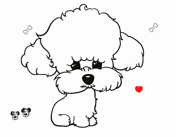 Cachorro de poodle