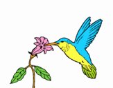 Colibrí y una flor