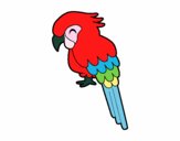 Guacamayo