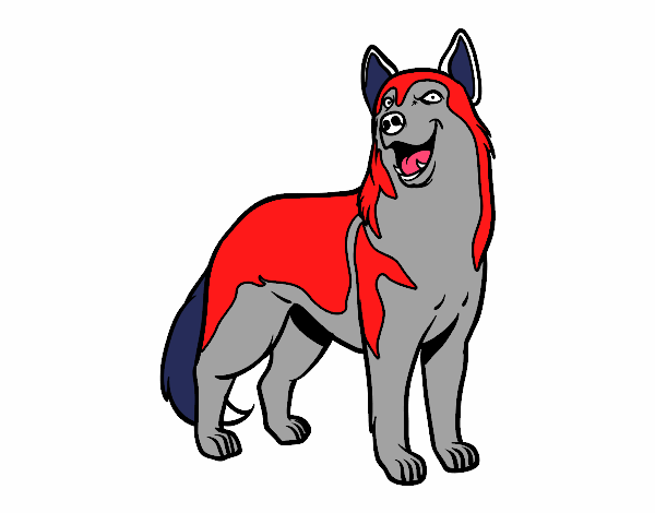 Perro lobo