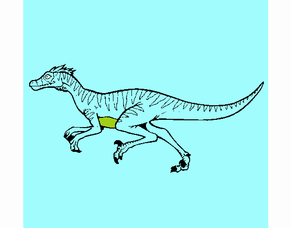 Velociraptor