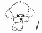 Cachorro de poodle