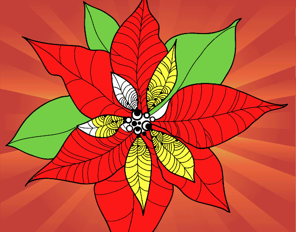 Flor de poinsetia